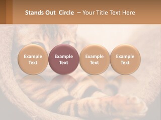 Cat On The Couch PowerPoint Template