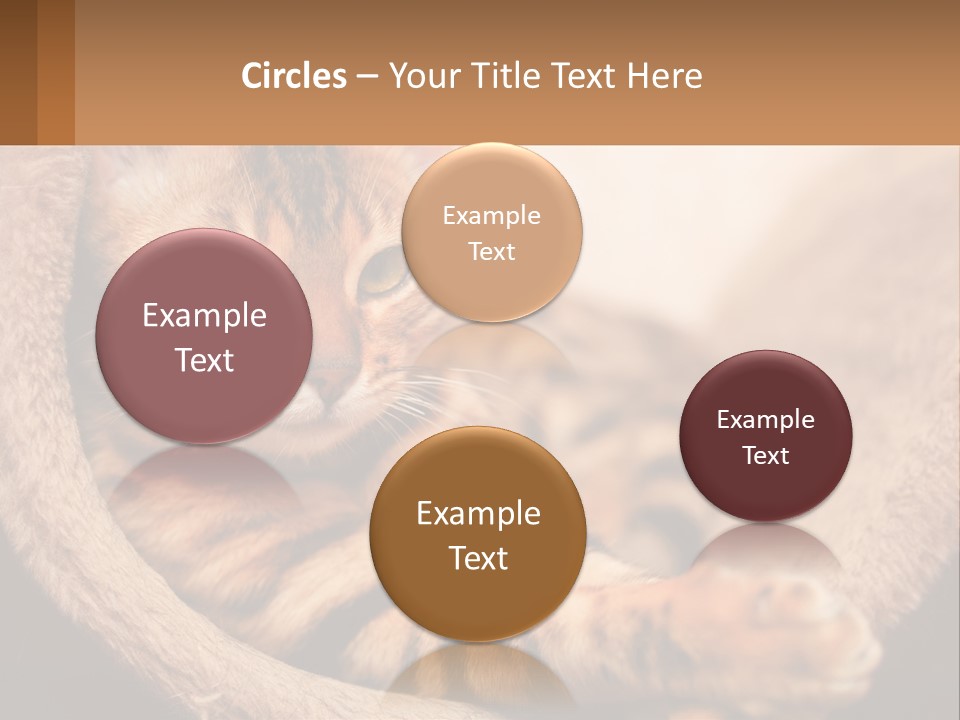 Cat On The Couch PowerPoint Template