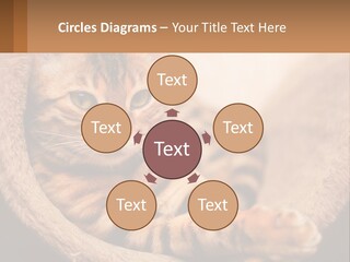 Cat On The Couch PowerPoint Template