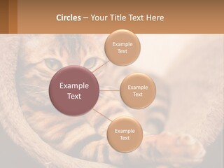 Cat On The Couch PowerPoint Template