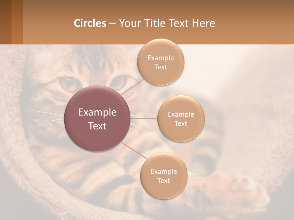 Cat On The Couch PowerPoint Template