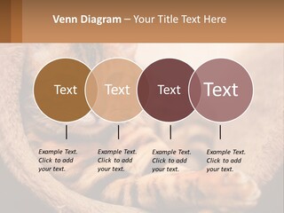 Cat On The Couch PowerPoint Template