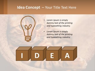 Cat On The Couch PowerPoint Template