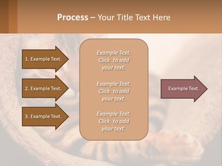 Cat On The Couch PowerPoint Template