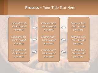 Cat On The Couch PowerPoint Template