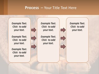 Cat On The Couch PowerPoint Template
