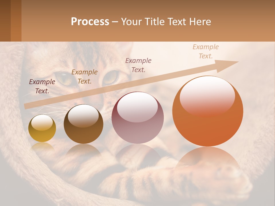 Cat On The Couch PowerPoint Template