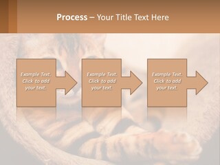 Cat On The Couch PowerPoint Template