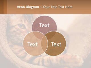 Cat On The Couch PowerPoint Template