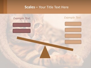 Cat On The Couch PowerPoint Template