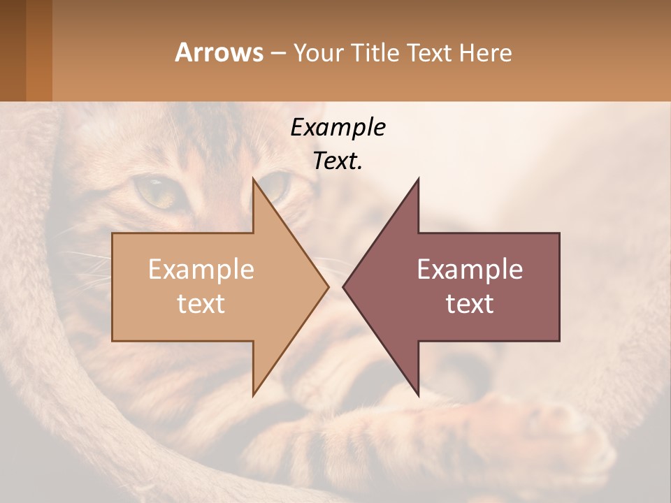 Cat On The Couch PowerPoint Template