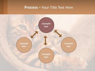 Cat On The Couch PowerPoint Template