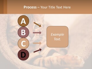 Cat On The Couch PowerPoint Template