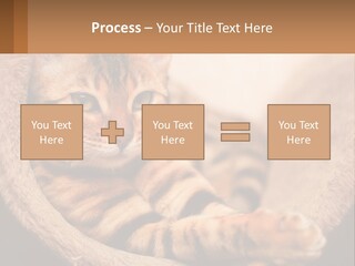 Cat On The Couch PowerPoint Template