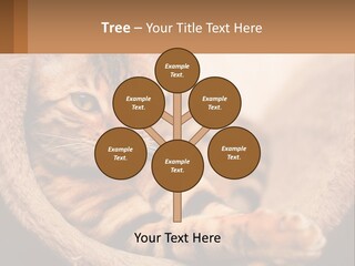 Cat On The Couch PowerPoint Template