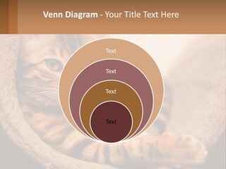 Cat On The Couch PowerPoint Template