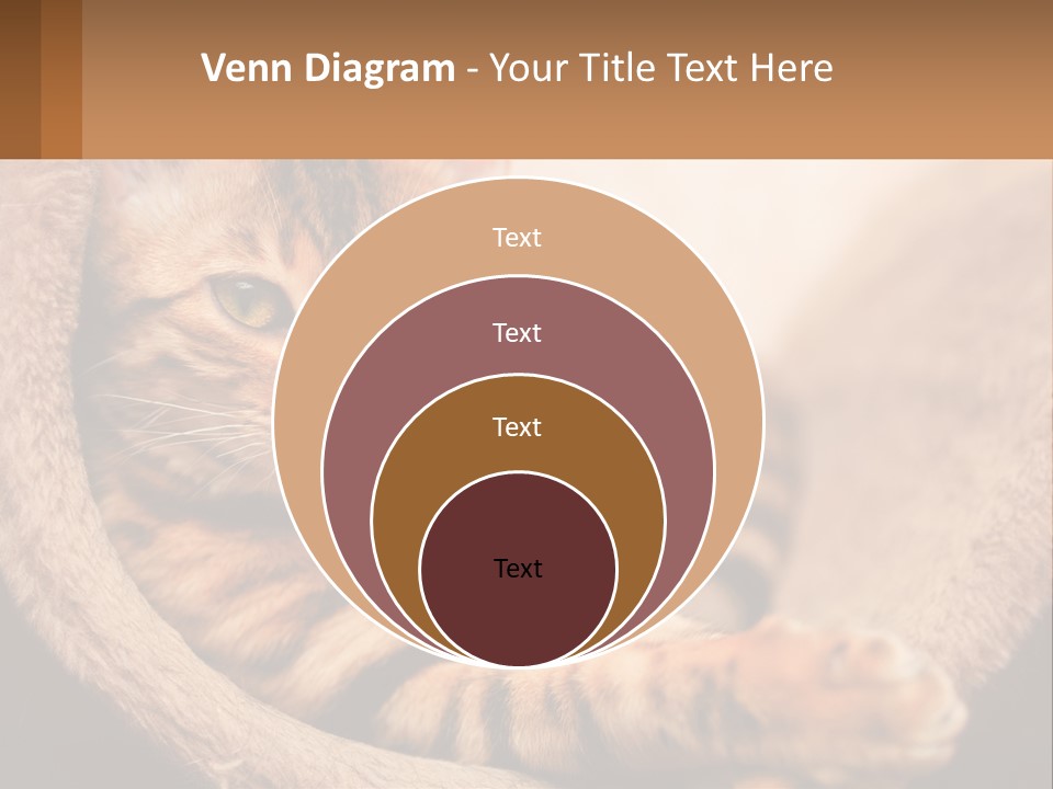 Cat On The Couch PowerPoint Template