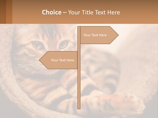 Cat On The Couch PowerPoint Template