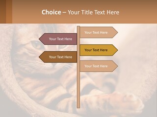 Cat On The Couch PowerPoint Template