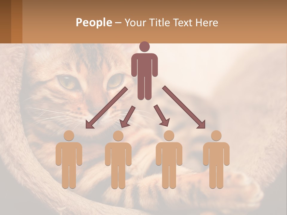 Cat On The Couch PowerPoint Template