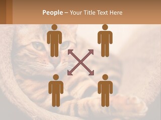 Cat On The Couch PowerPoint Template