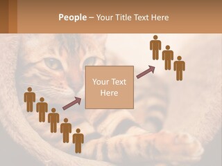 Cat On The Couch PowerPoint Template