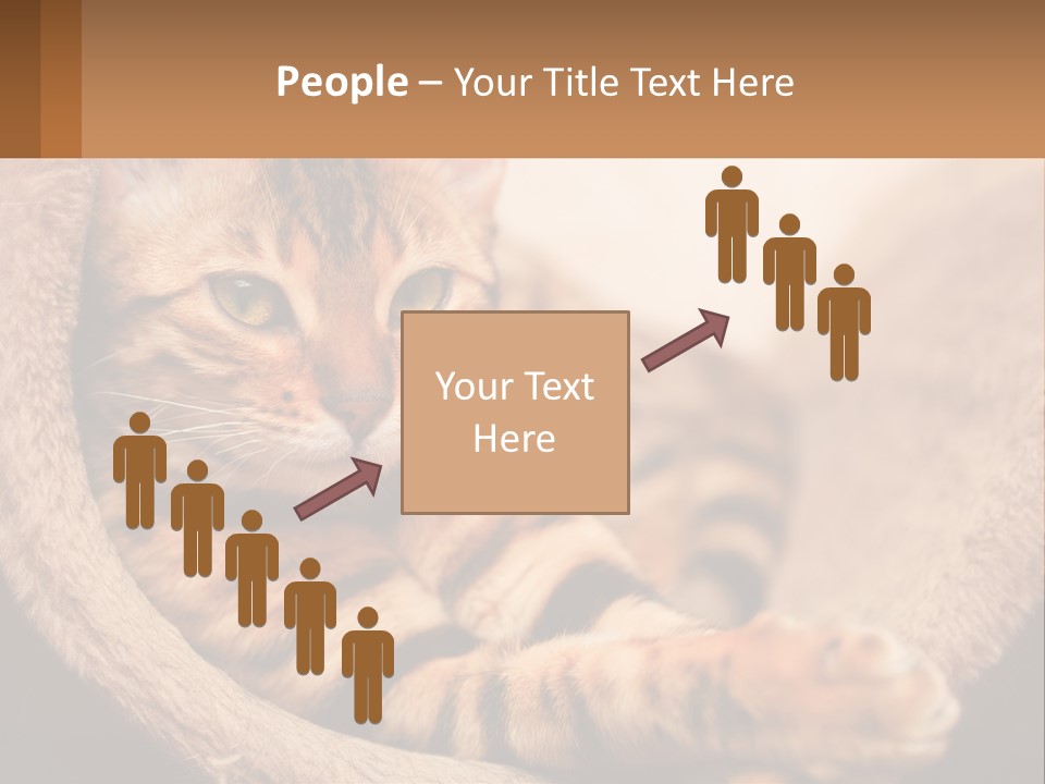 Cat On The Couch PowerPoint Template