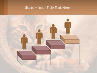 Cat On The Couch PowerPoint Template