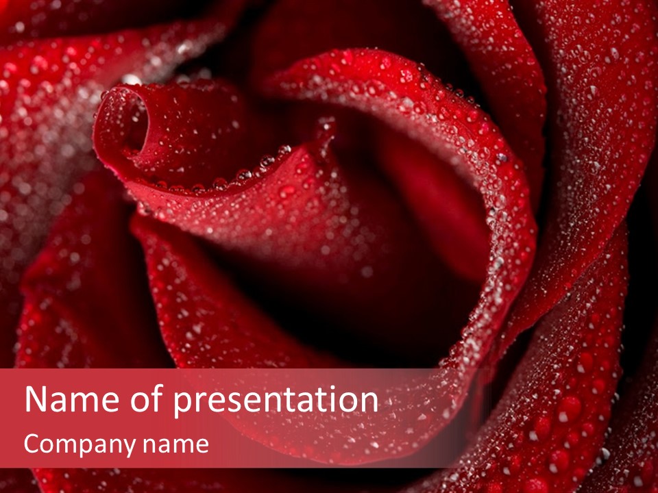 Rose Macro Photography PowerPoint Template