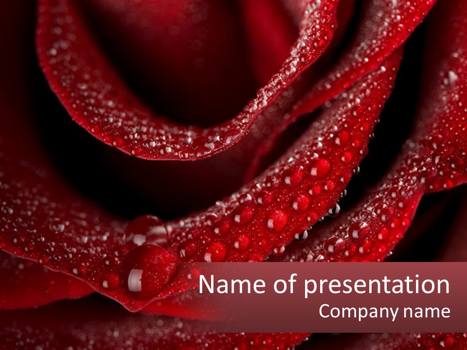 Macro Photography Of Water Drops On A Rose PowerPoint Template