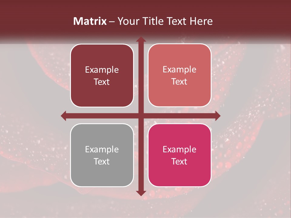 Macro Photography Of Water Drops On A Rose PowerPoint Template