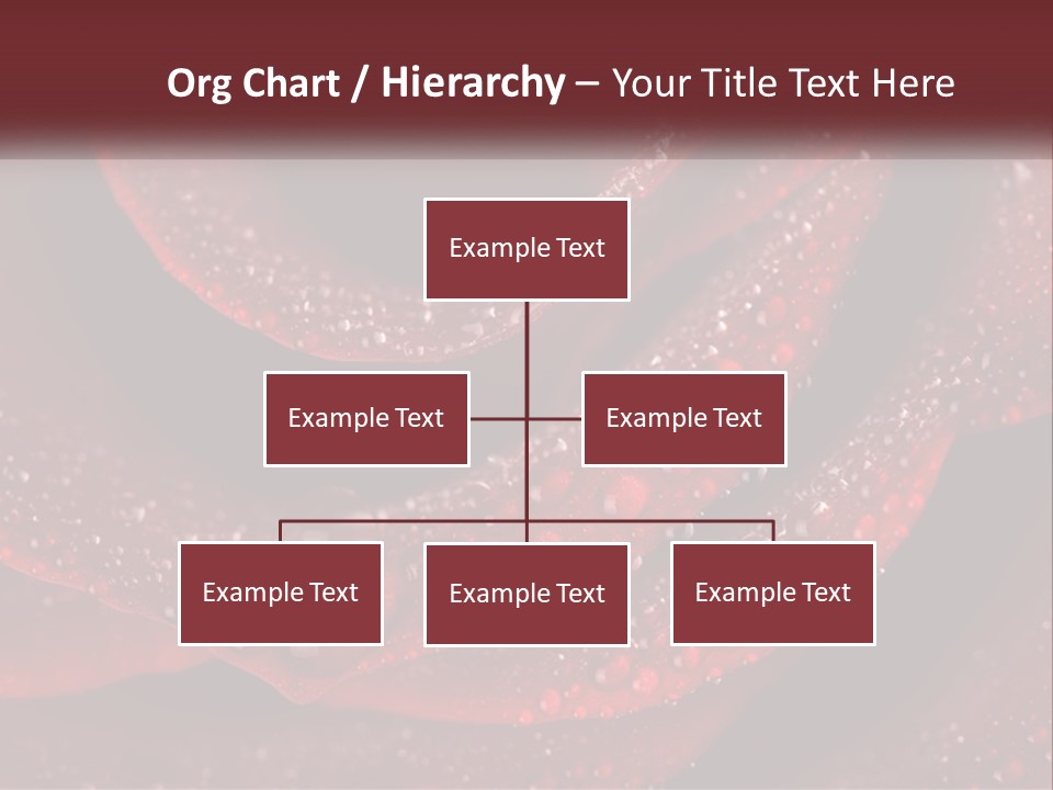 Macro Photography Of Water Drops On A Rose PowerPoint Template