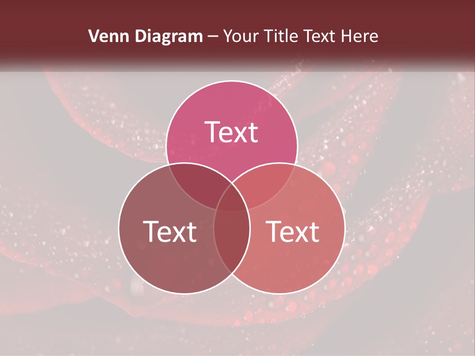 Macro Photography Of Water Drops On A Rose PowerPoint Template