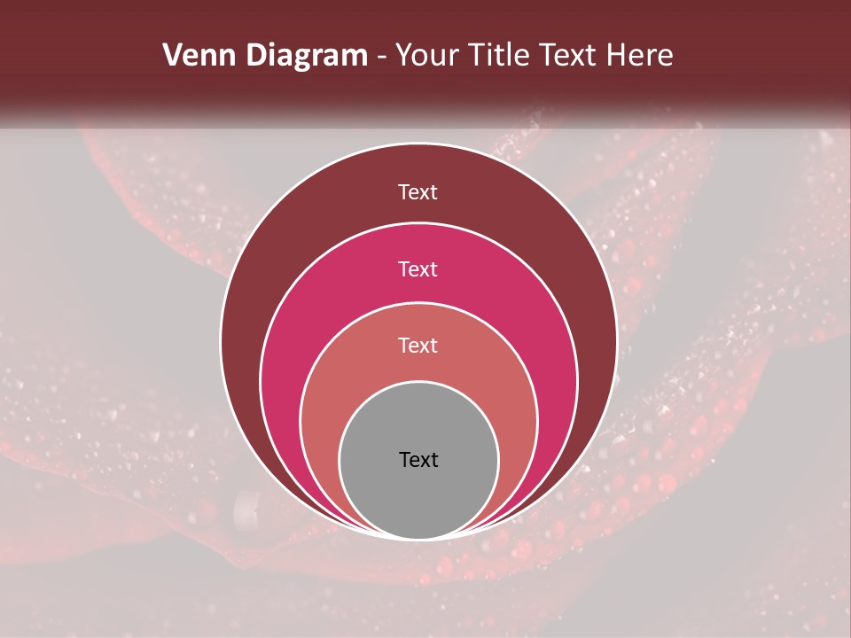 Macro Photography Of Water Drops On A Rose PowerPoint Template