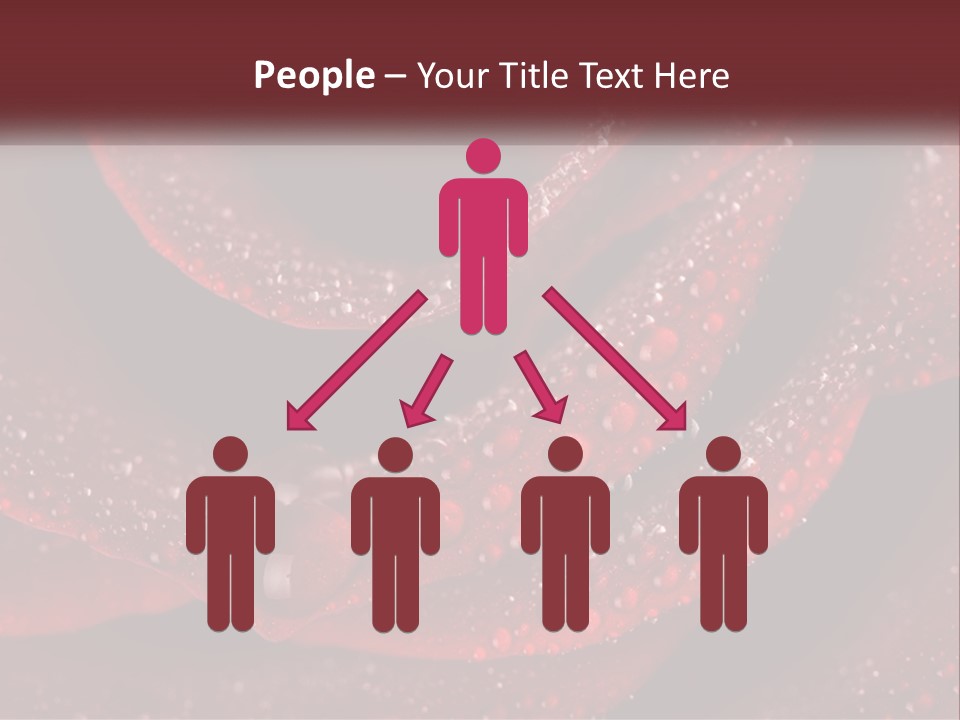 Macro Photography Of Water Drops On A Rose PowerPoint Template