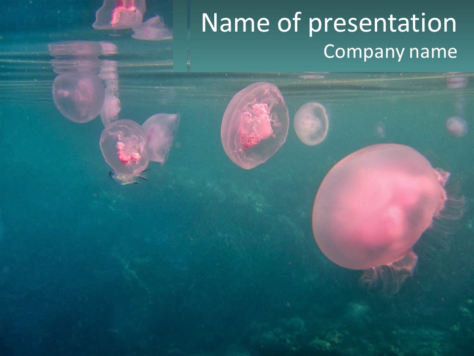 Jellyfish PowerPoint Template