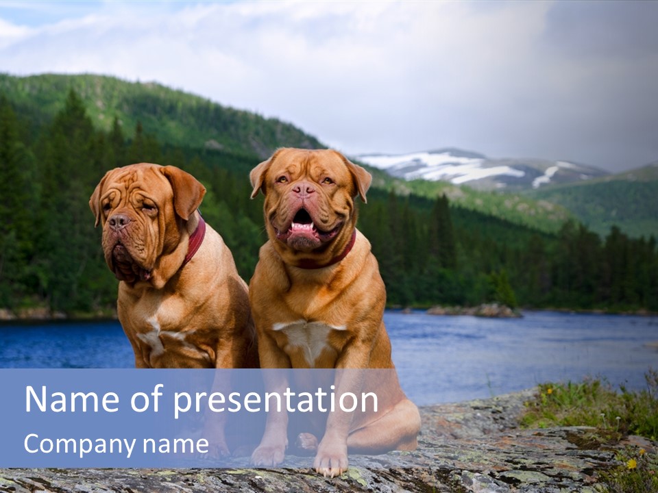 Two Dogs On The River Bank PowerPoint Template