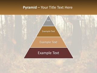 Girl Playing The Violin In The Woods PowerPoint Template