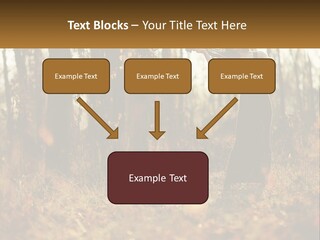 Girl Playing The Violin In The Woods PowerPoint Template