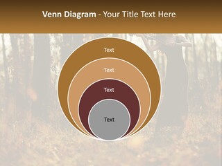 Girl Playing The Violin In The Woods PowerPoint Template