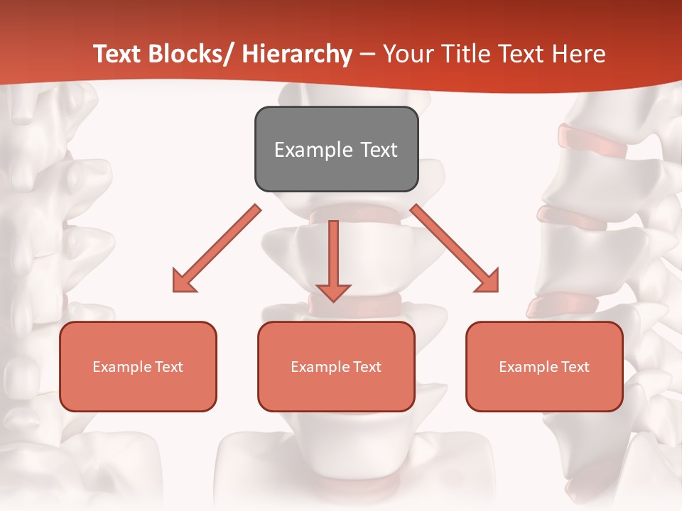 Spine Anatomy Lumbar Region PowerPoint Template