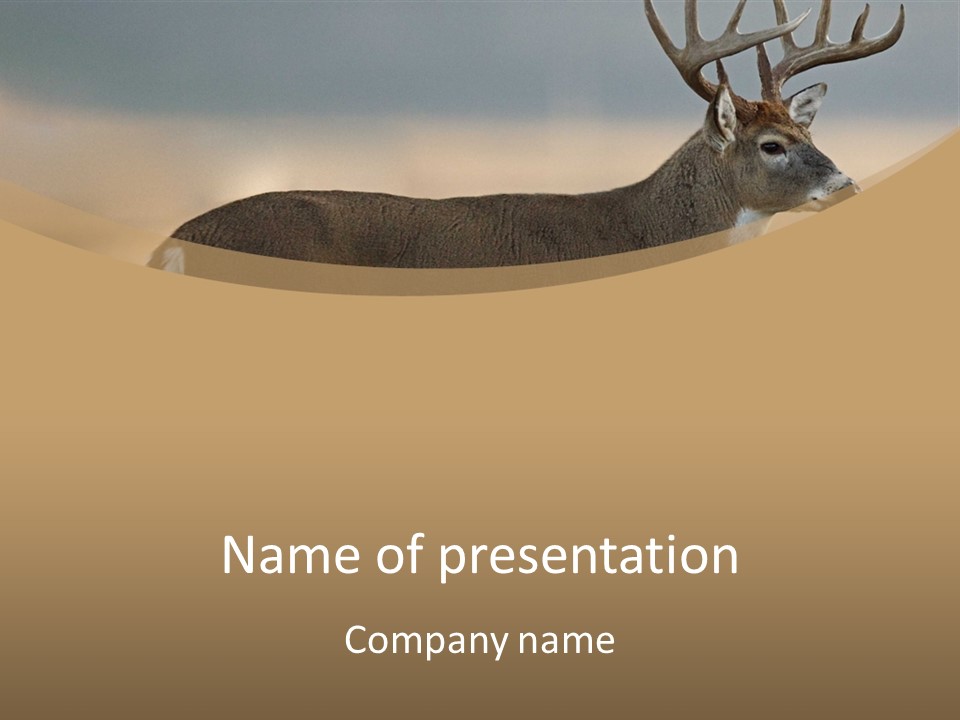 Deer In The Field PowerPoint Template