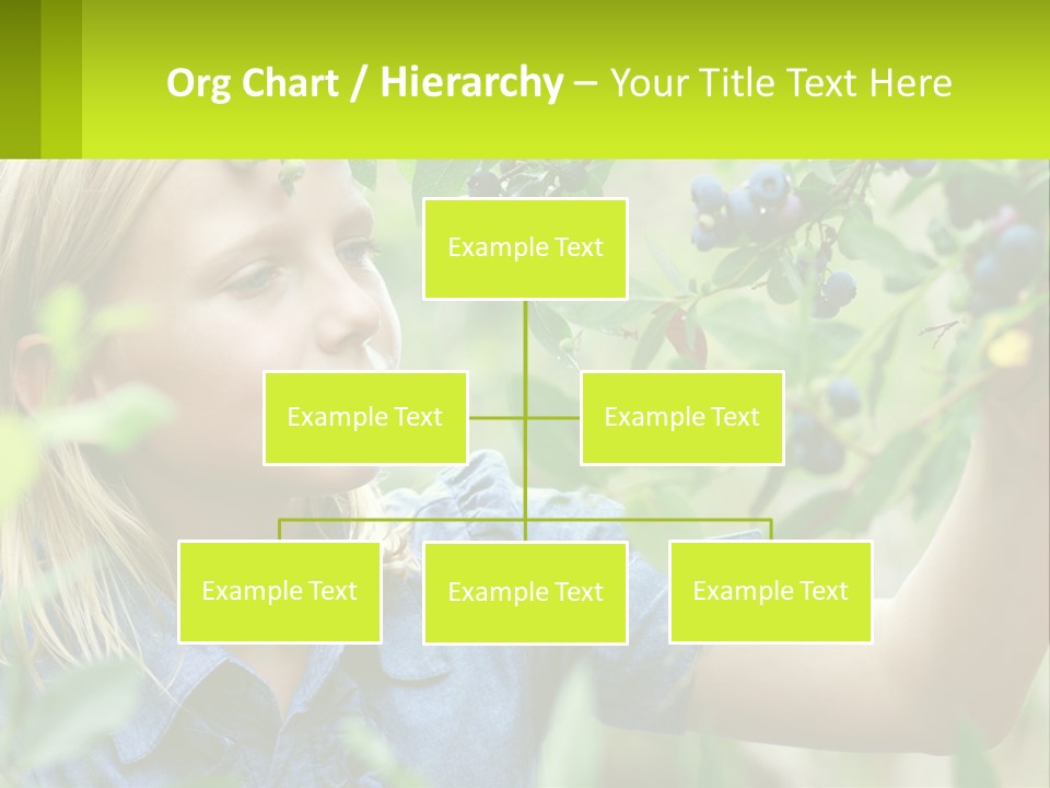 The Girl Collects Blueberries PowerPoint Template