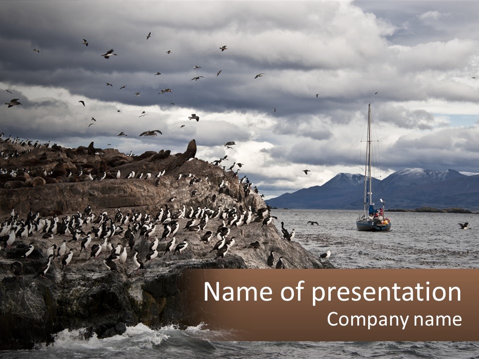 Seagulls By The Sea PowerPoint Template