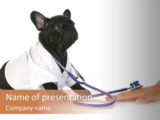 Pug In A Doctor's Suit PowerPoint Template