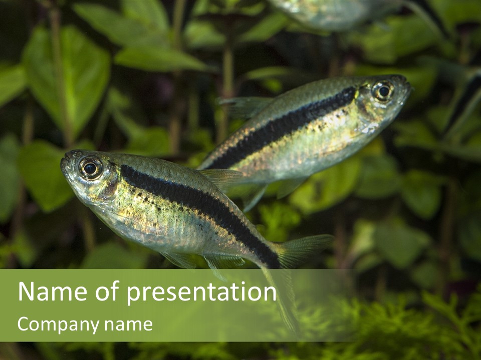 Aquarium Fish PowerPoint Template