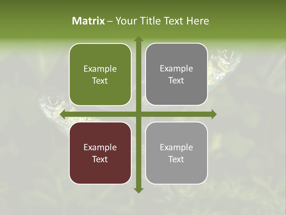 Aquarium Fish PowerPoint Template