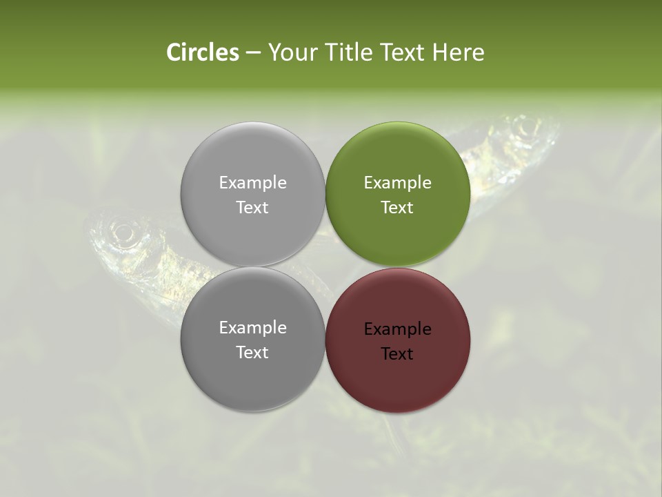 Aquarium Fish PowerPoint Template