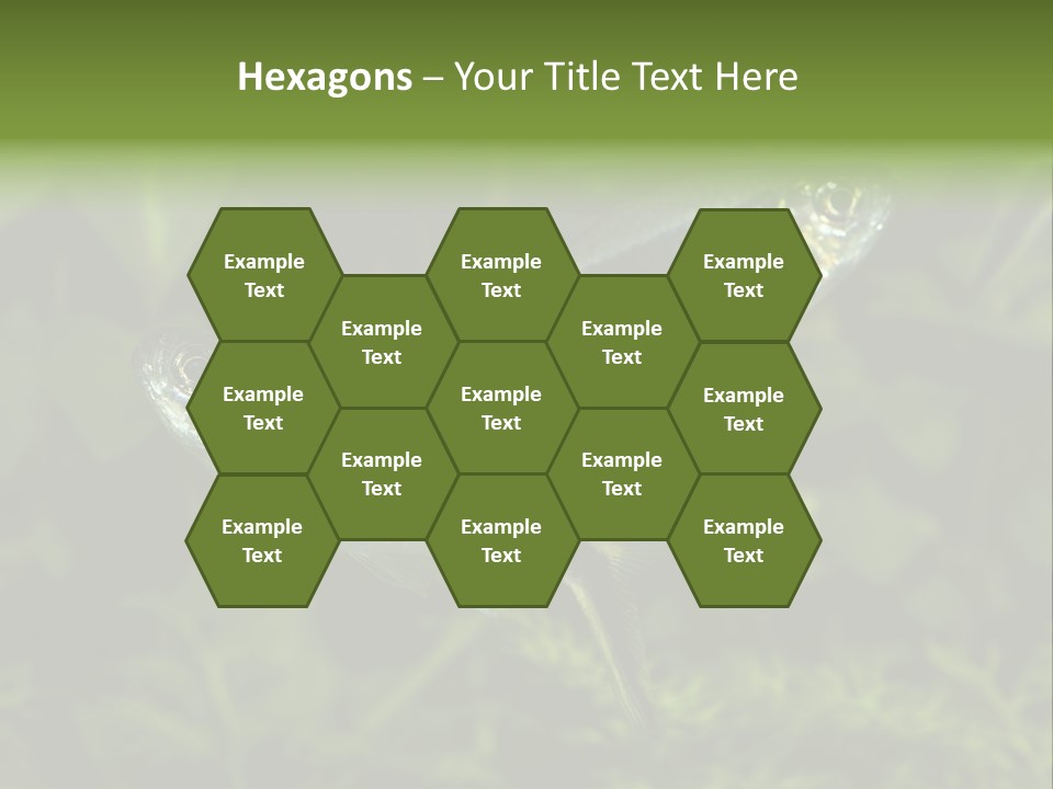 Aquarium Fish PowerPoint Template