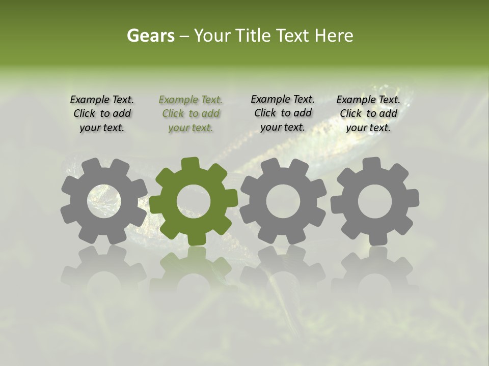 Aquarium Fish PowerPoint Template